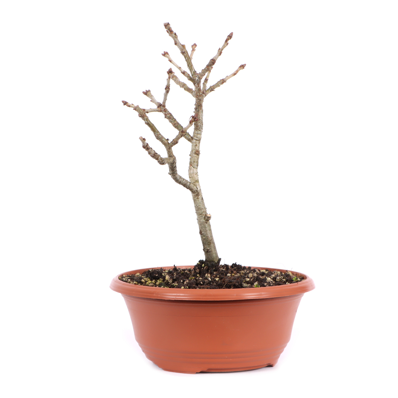 Seitenansicht rechts