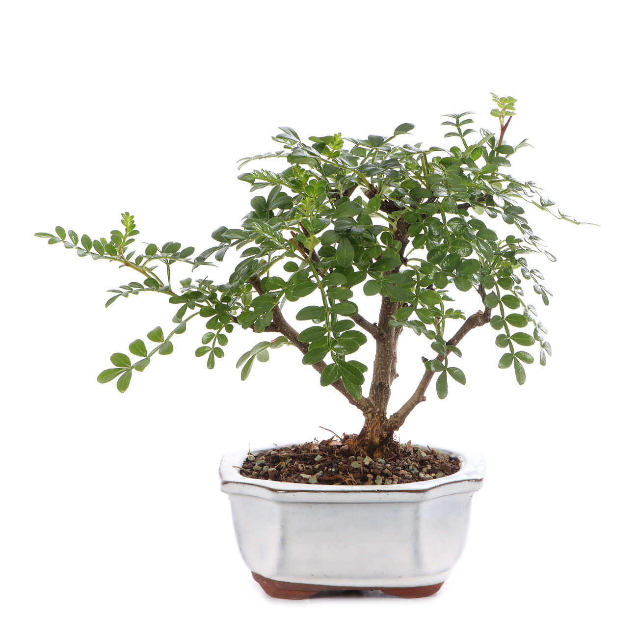 Zanthoxylum spec.