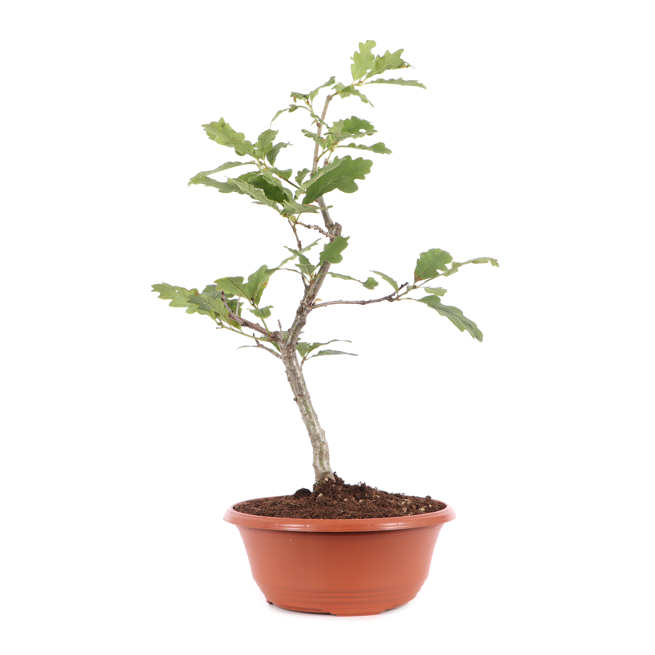 Quercus robur