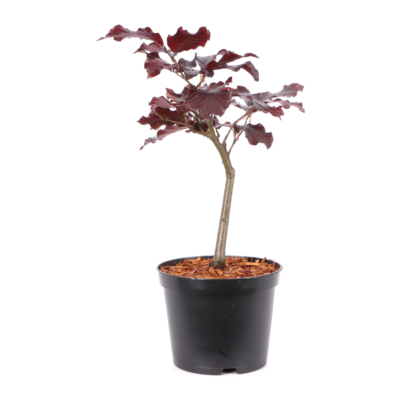 Fagus sylvatica f. purpurea