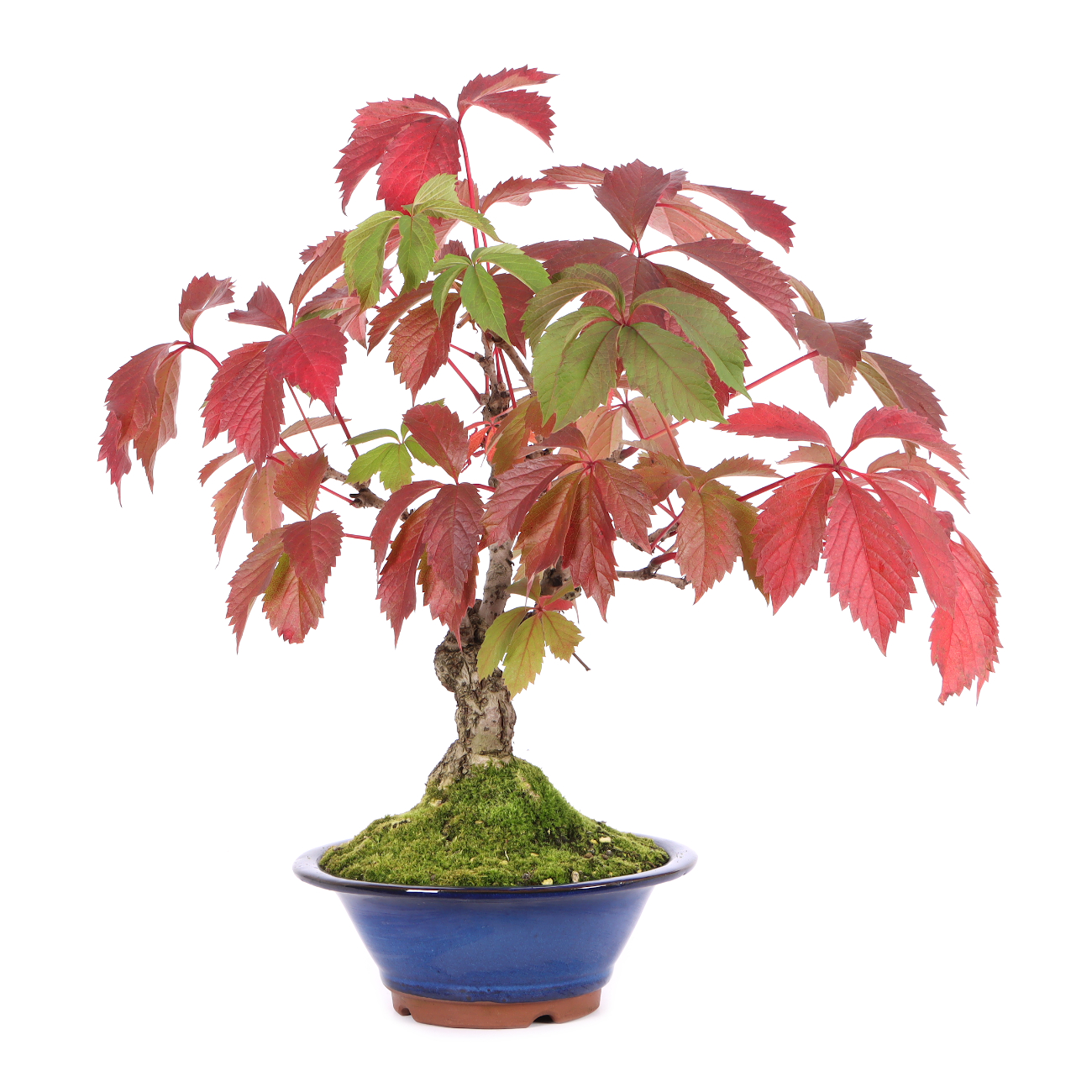 Parthenocissus quinquefolia