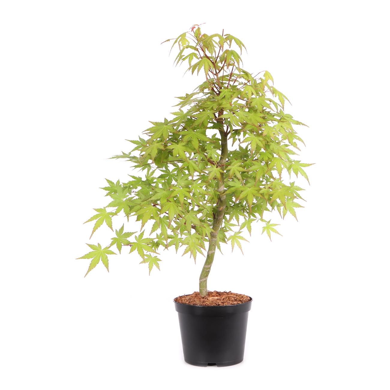 Acer palmatum