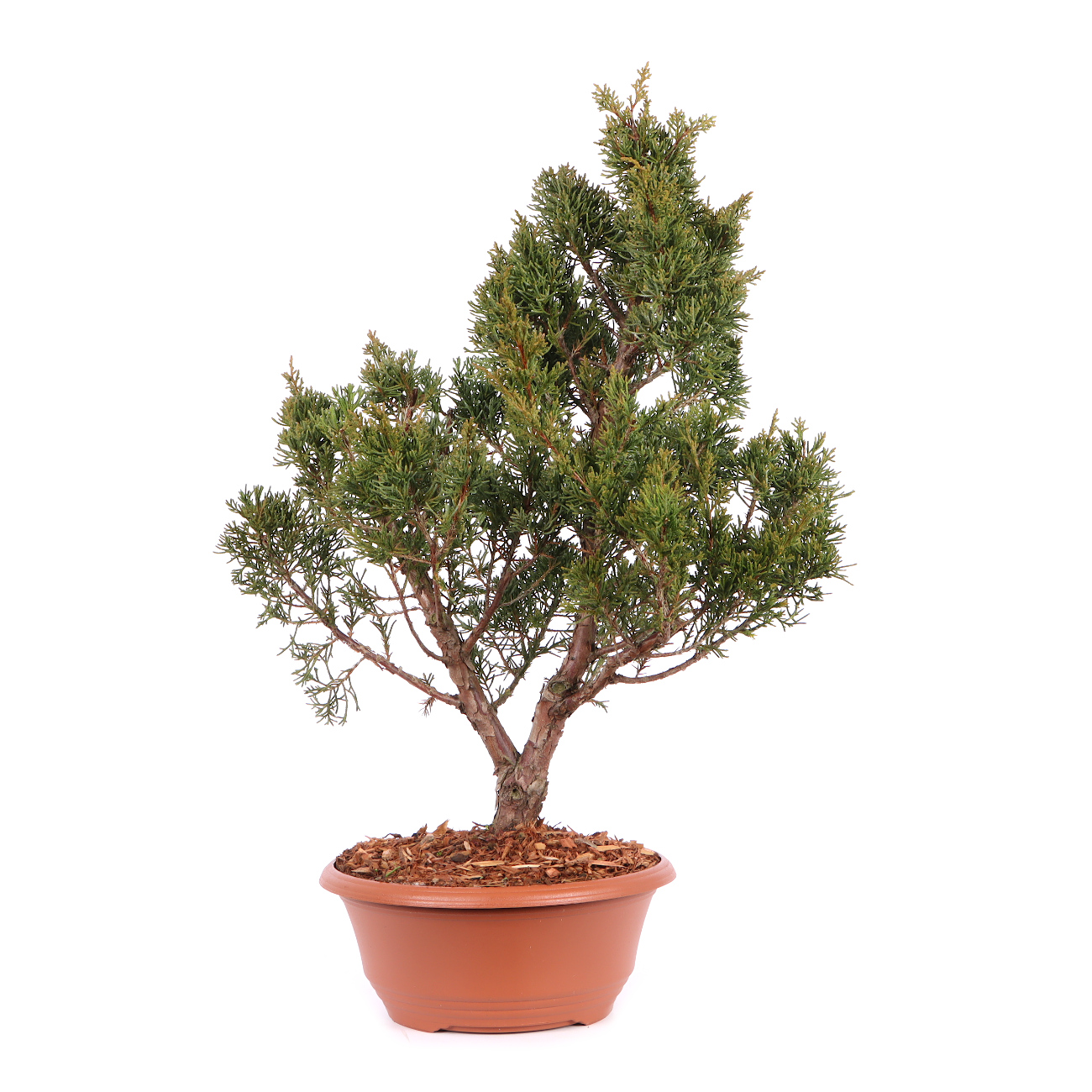 Juniperus chinensis 'Blaauw'