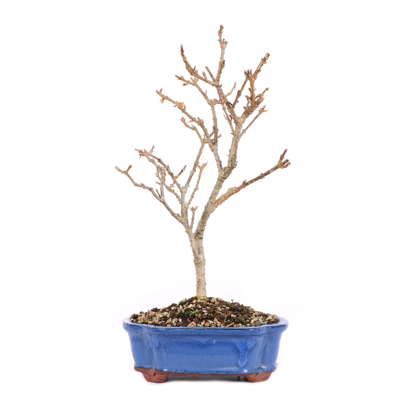 Forsythia x intermedia 'Minigold'