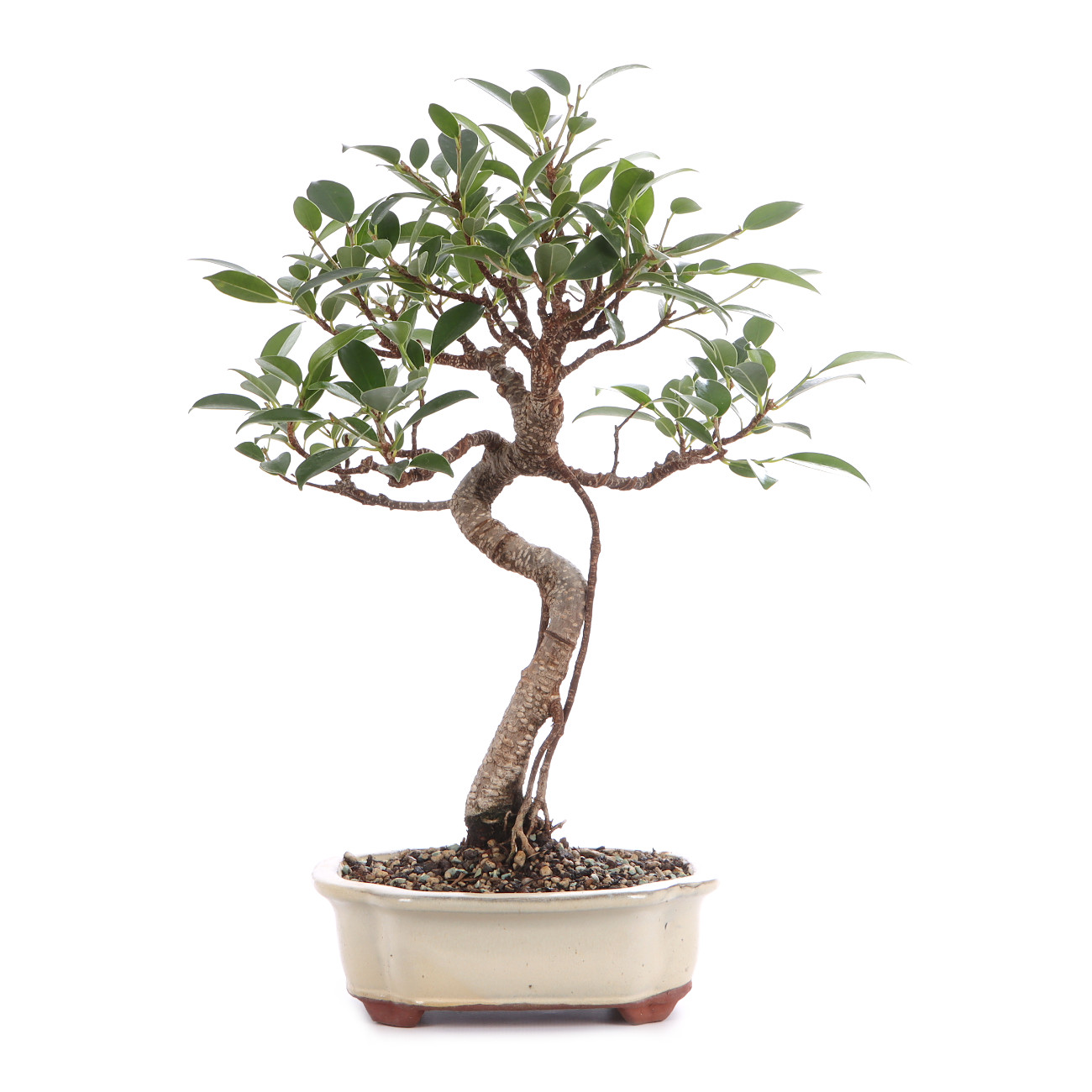 Ficus microcarpa 'Tiger Bark'