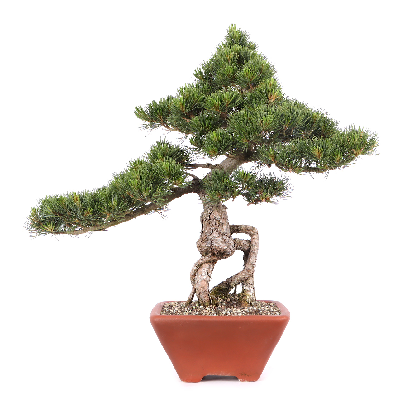 Pinus parviflora 'Glauca'