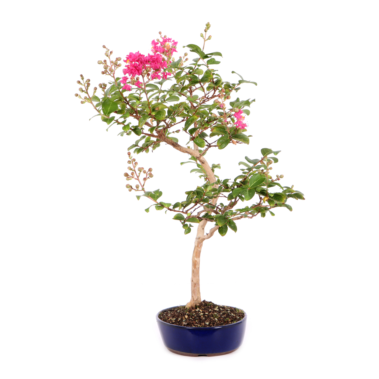 Lagerstroemia indica