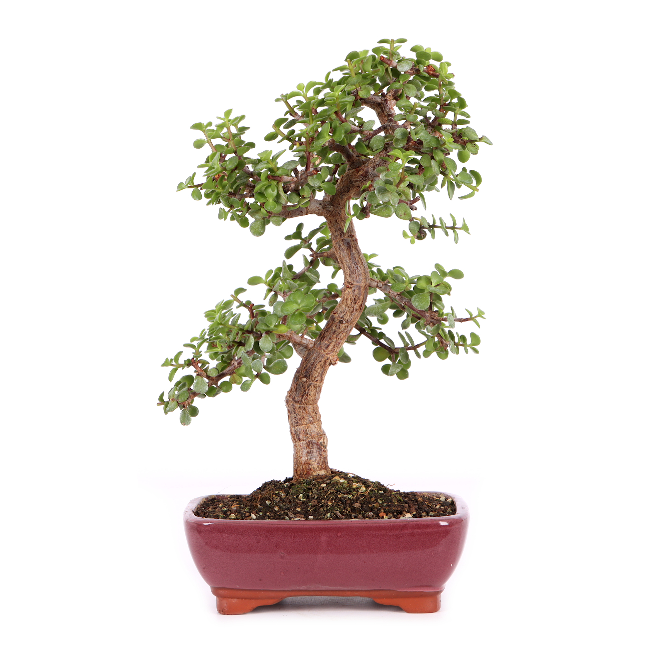 Portulacaria afra