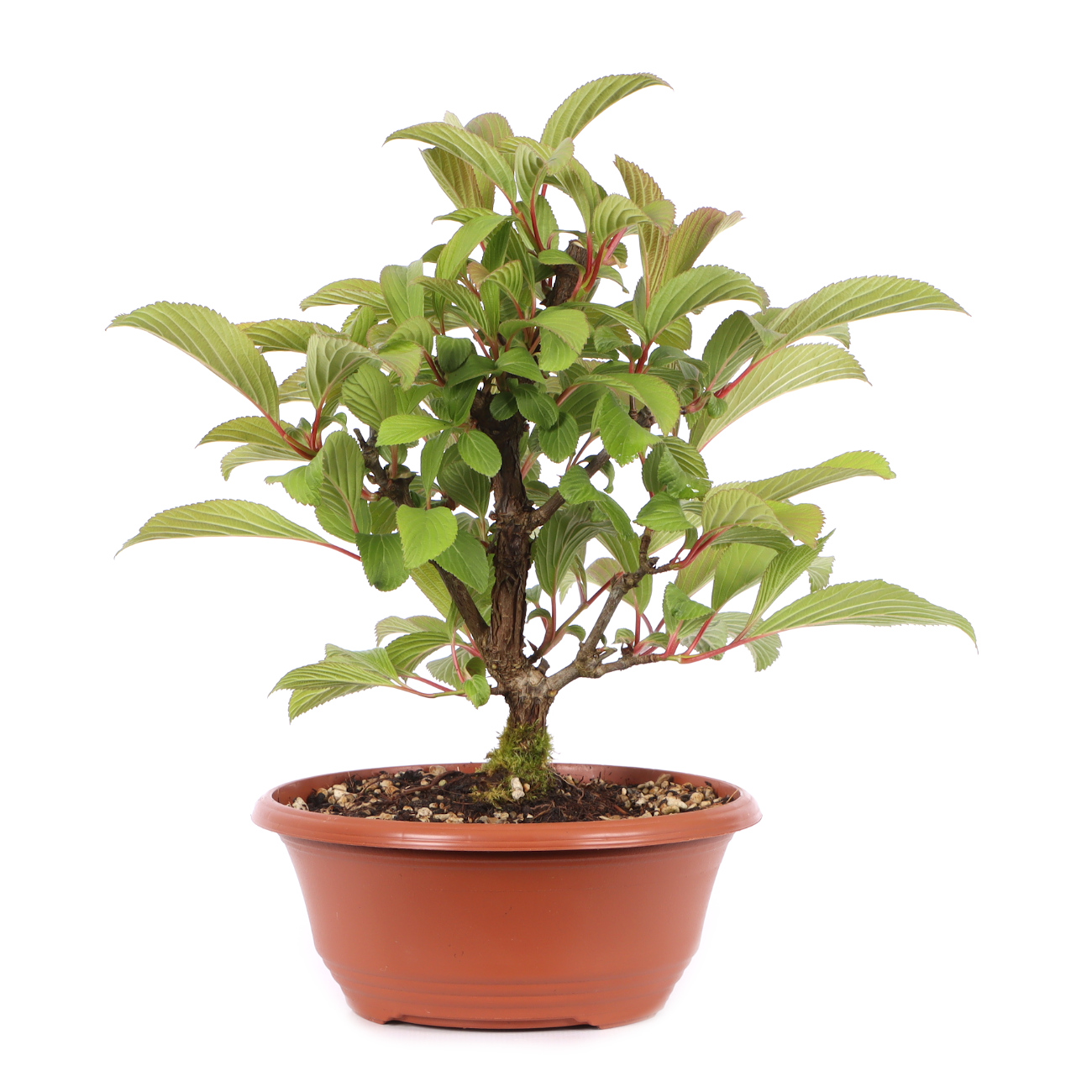 Viburnum x bodnantense 'Dawn'