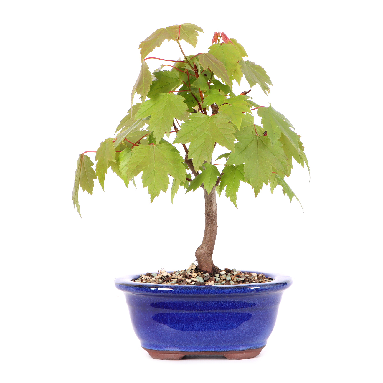 Acer rubrum 'October Glory'