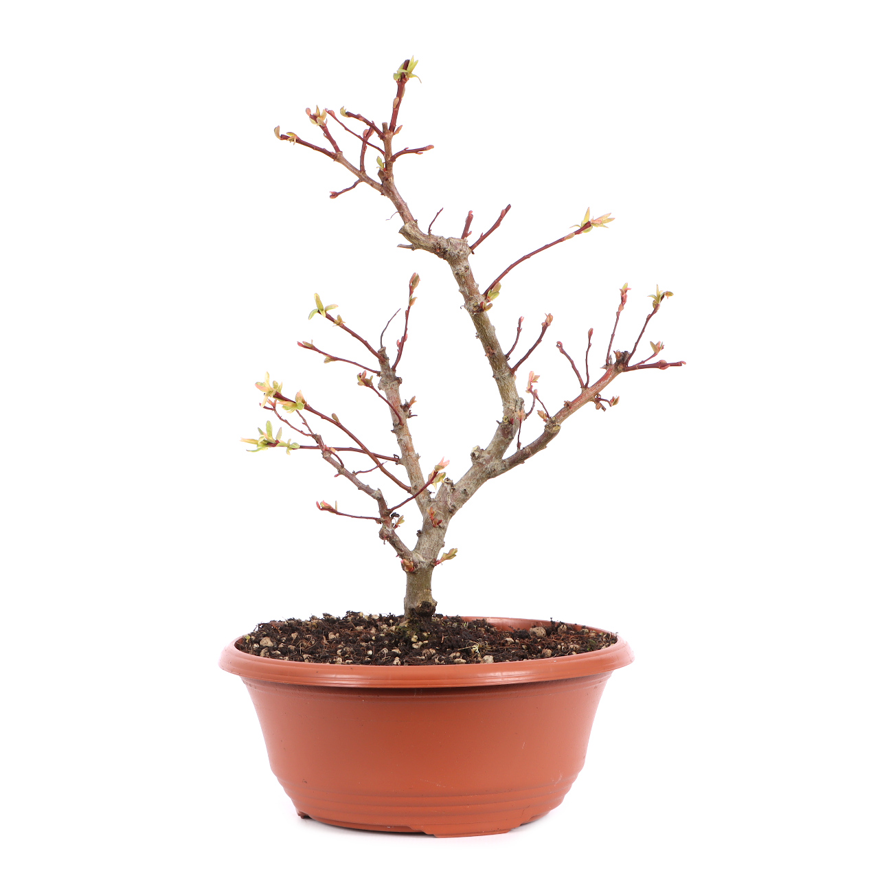 Salix integra 'Hakuro Nishiki'