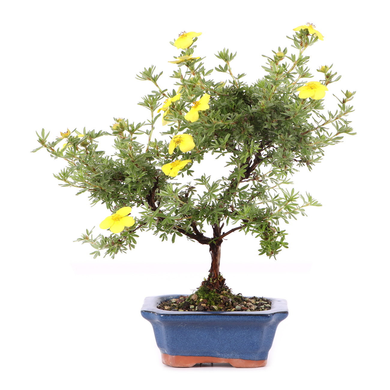 Potentilla fruticosa 'Kobold'