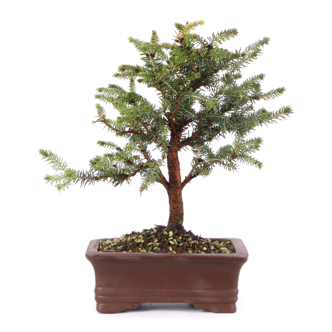 Picea abies 'Nidiformis'