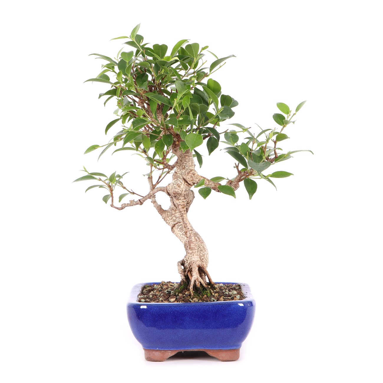 Ficus microcarpa 'Tiger Bark'
