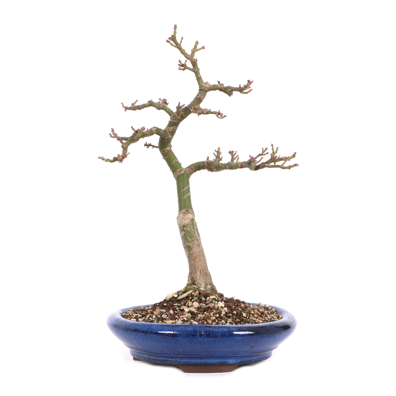 Acer palmatum 'Shishigashira'