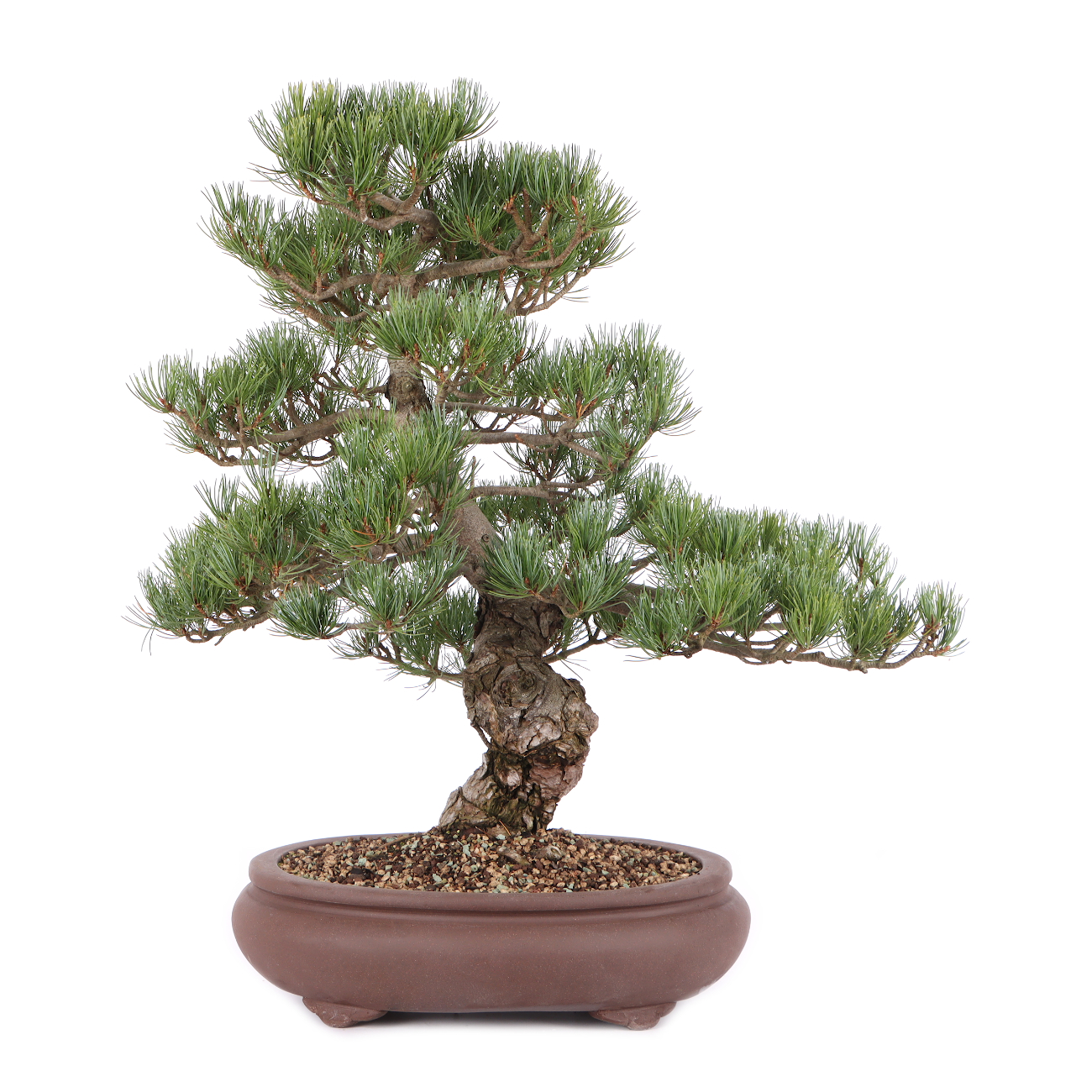 Pinus parviflora 'Glauca'