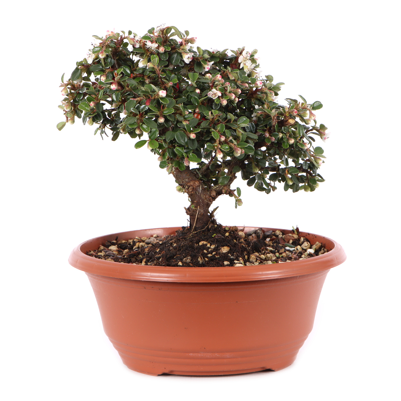 Cotoneaster microphyllus 'Cochleatus'