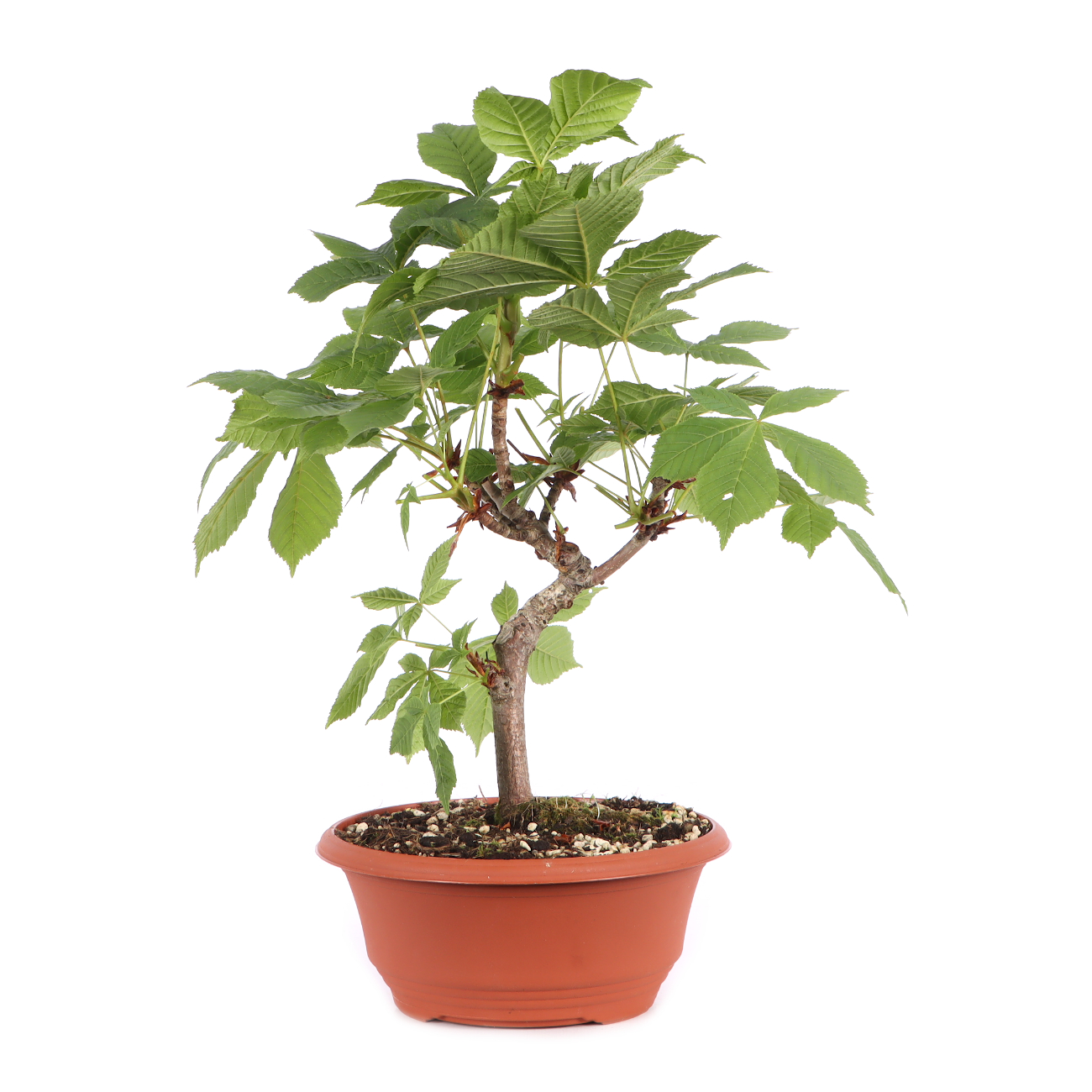 Aesculus hippocastanum