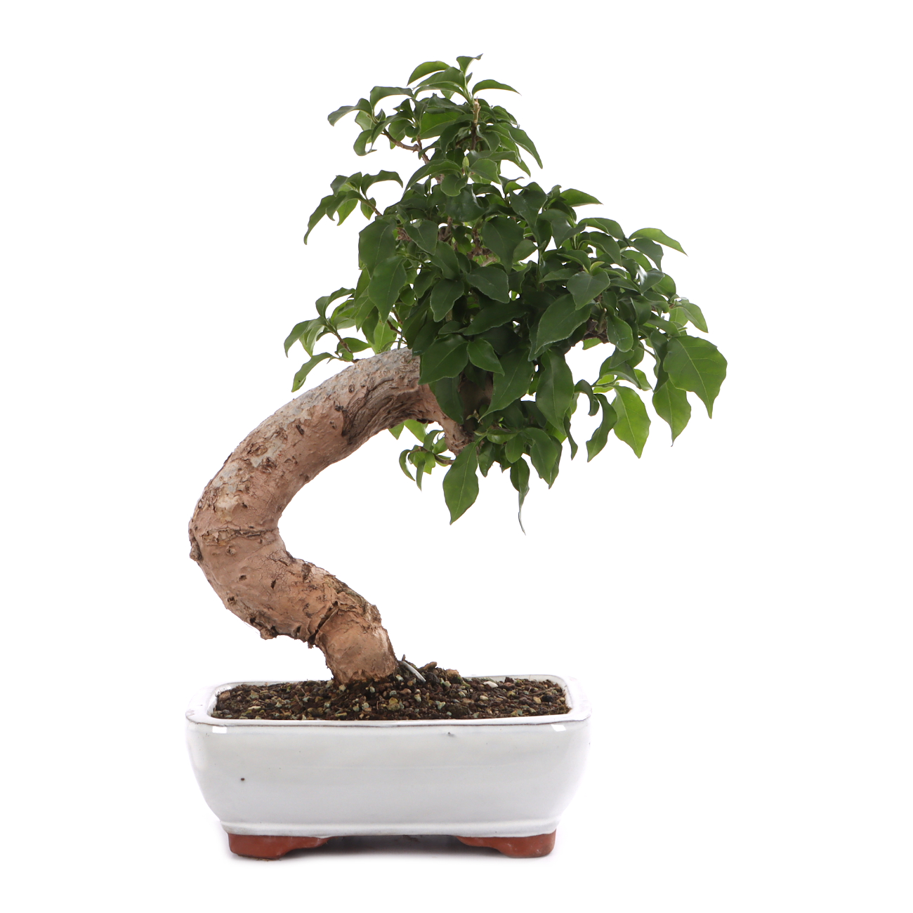 Bougainvillea glabra