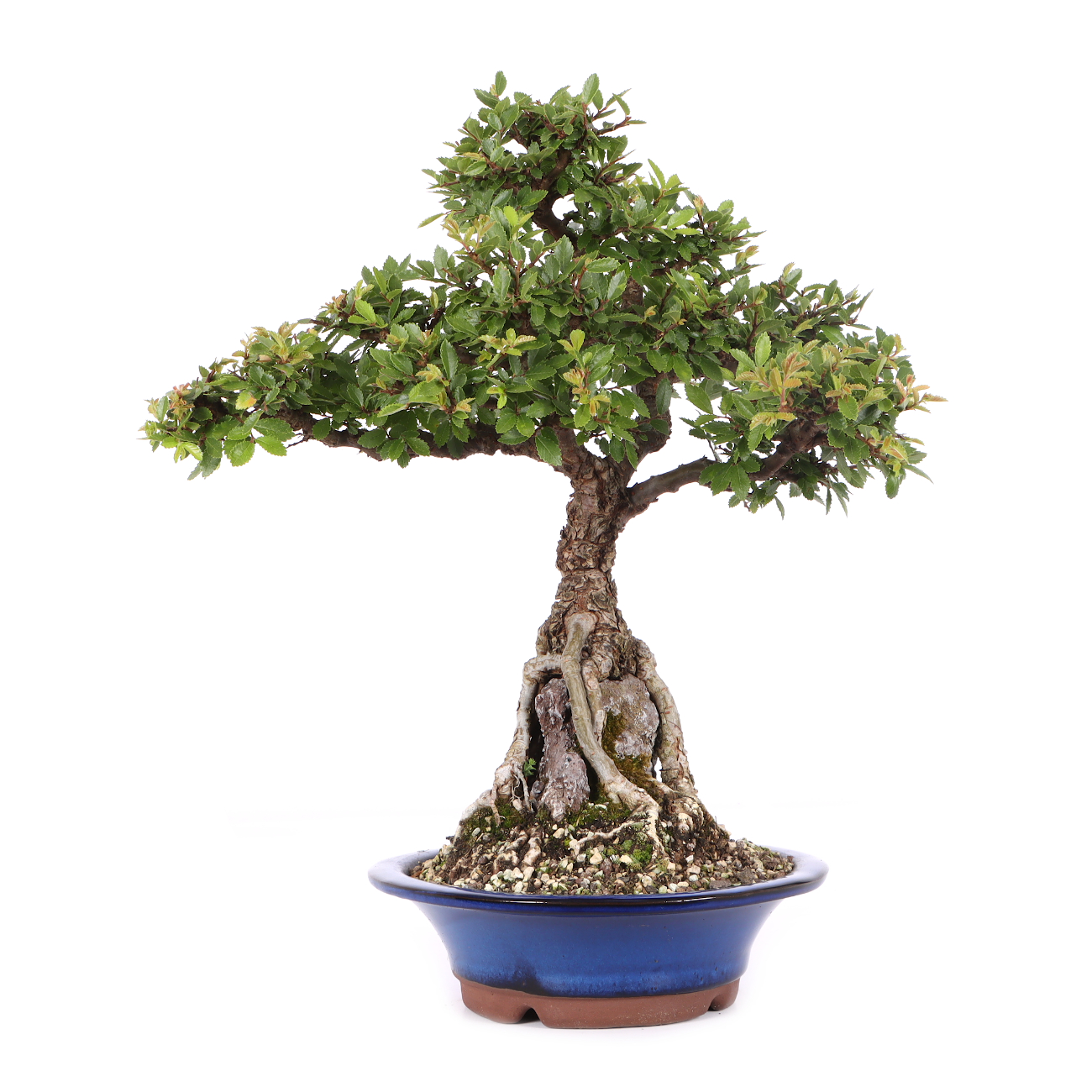 Ulmus japonica