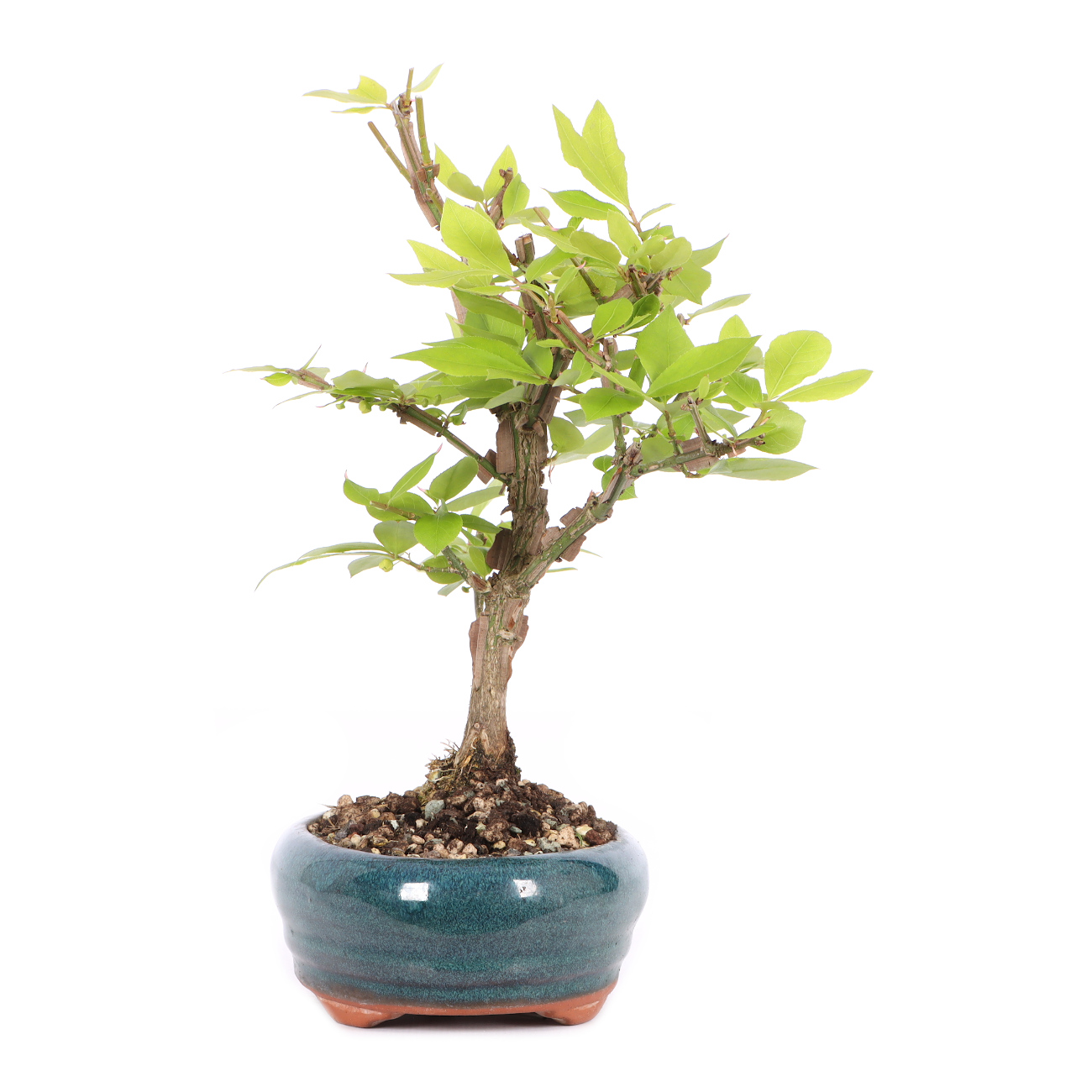 Euonymus alatus