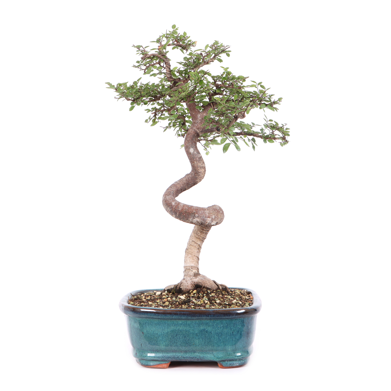 Ulmus parvifolia