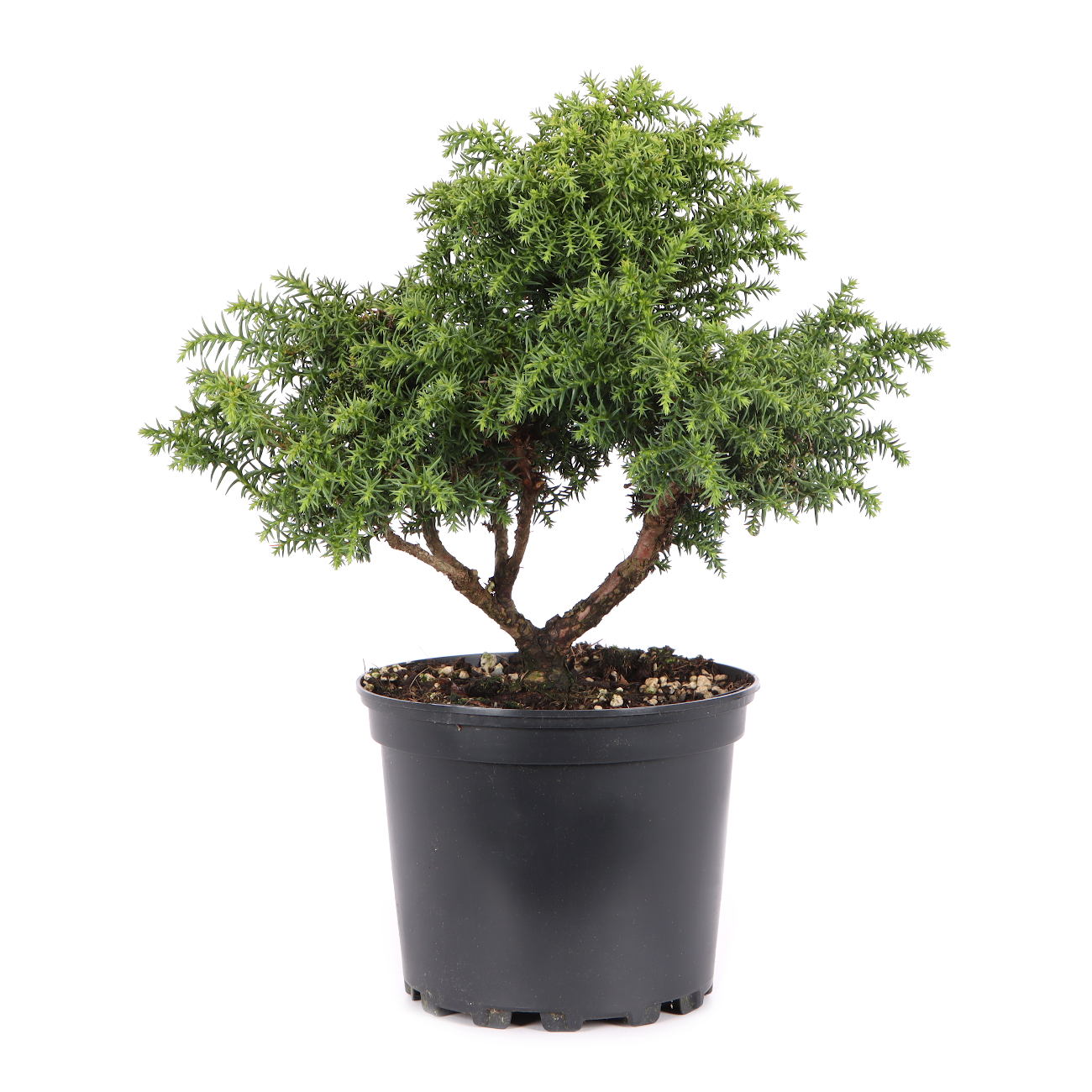 Cryptomeria japonica 'Yokohama'