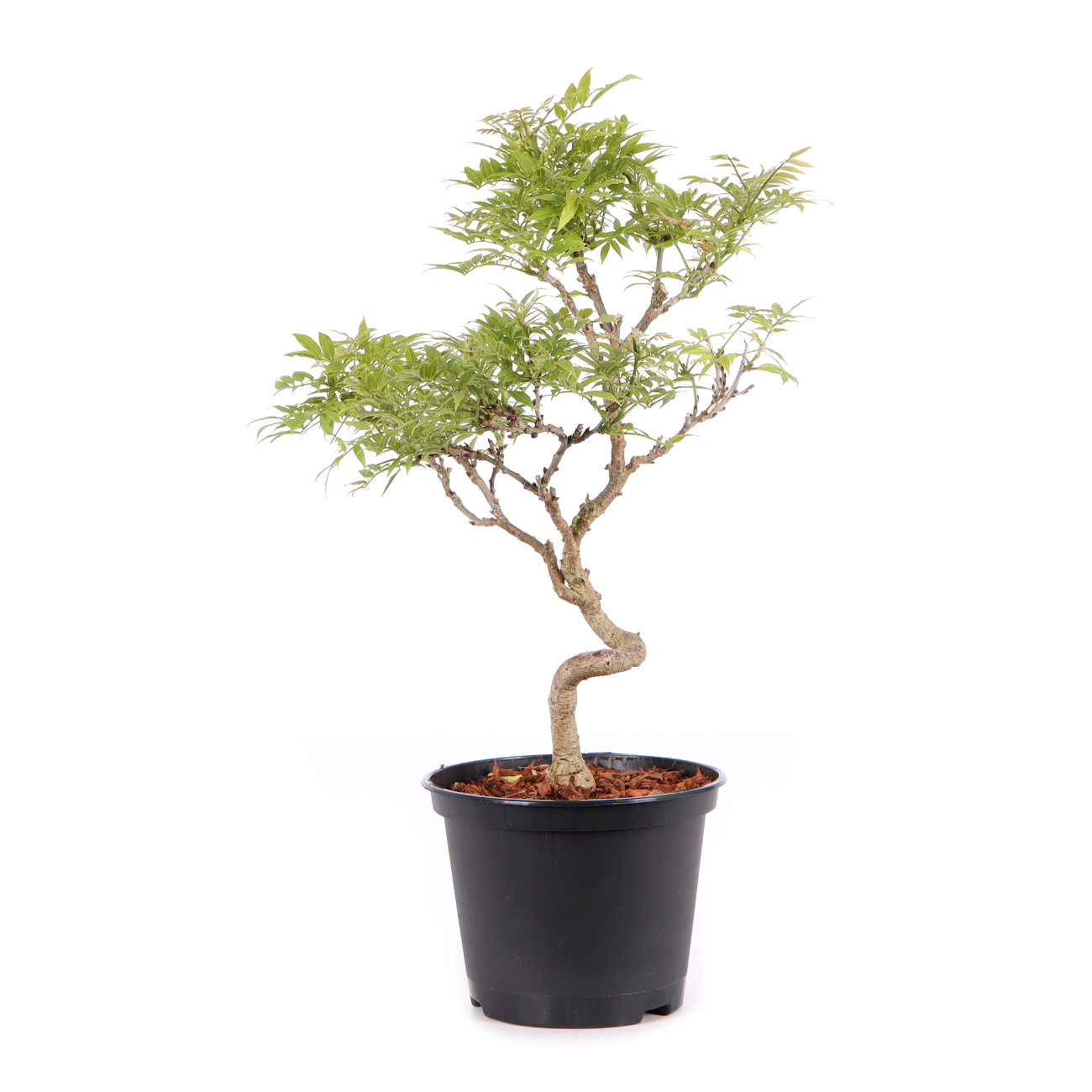 Millettia japonica 'Hime Fuji'