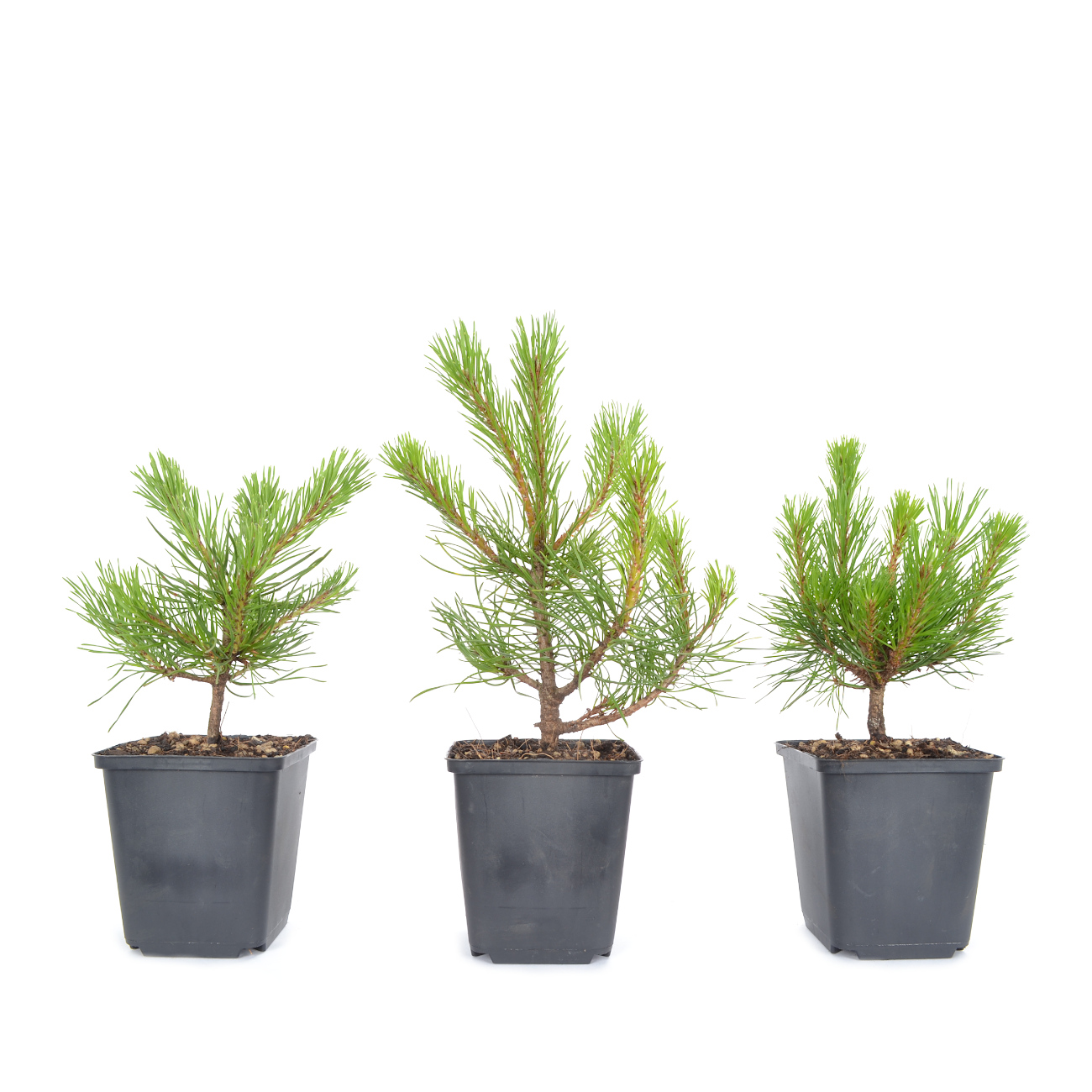 Pinus mugo subsp. uncinata