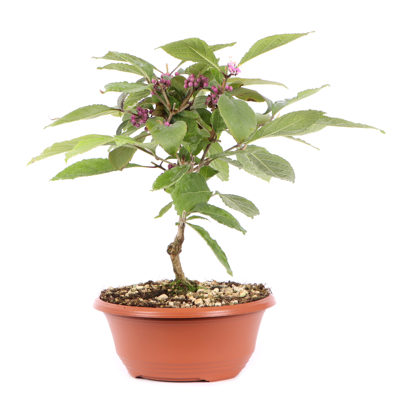 Seitenansicht rechts