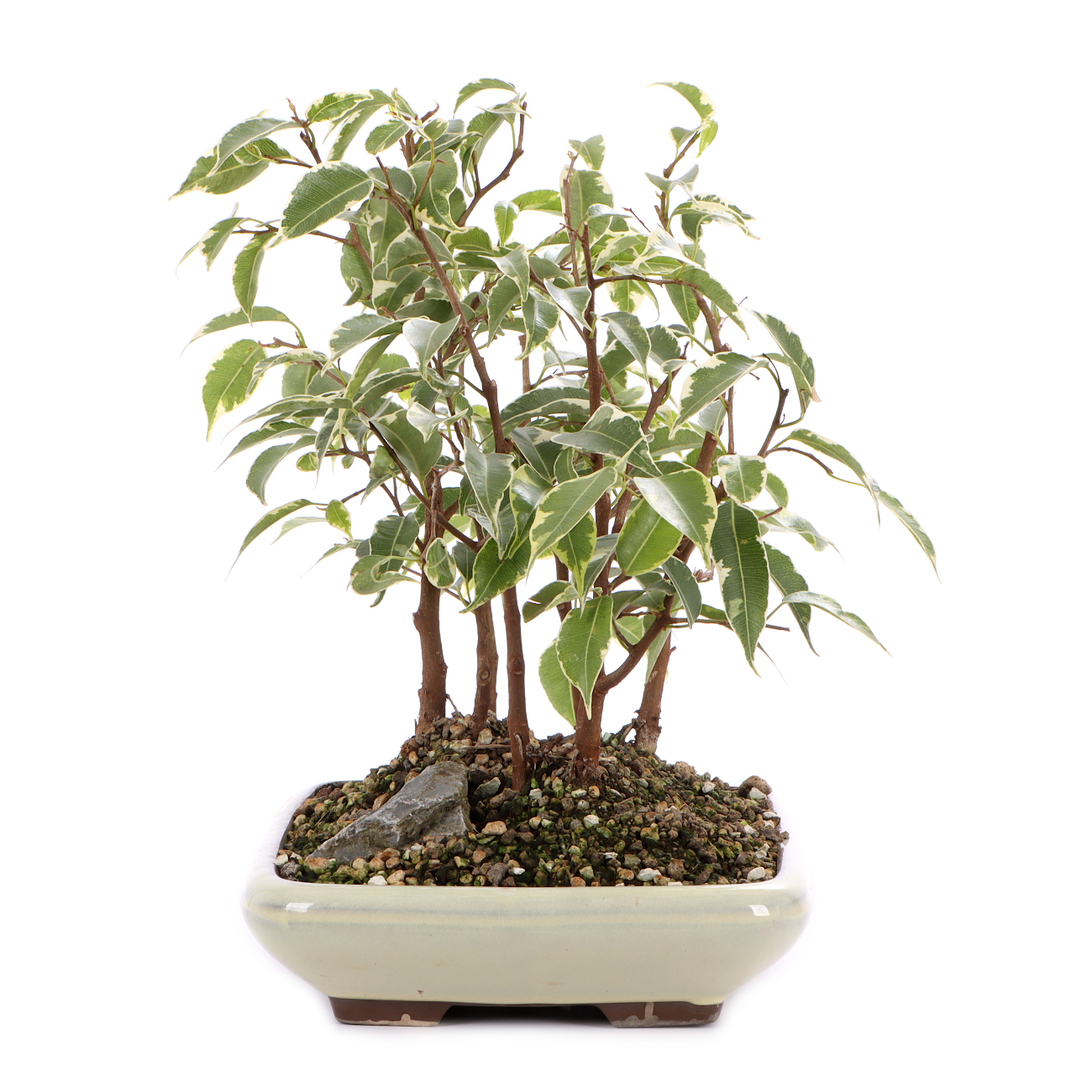 Seitenansicht rechts