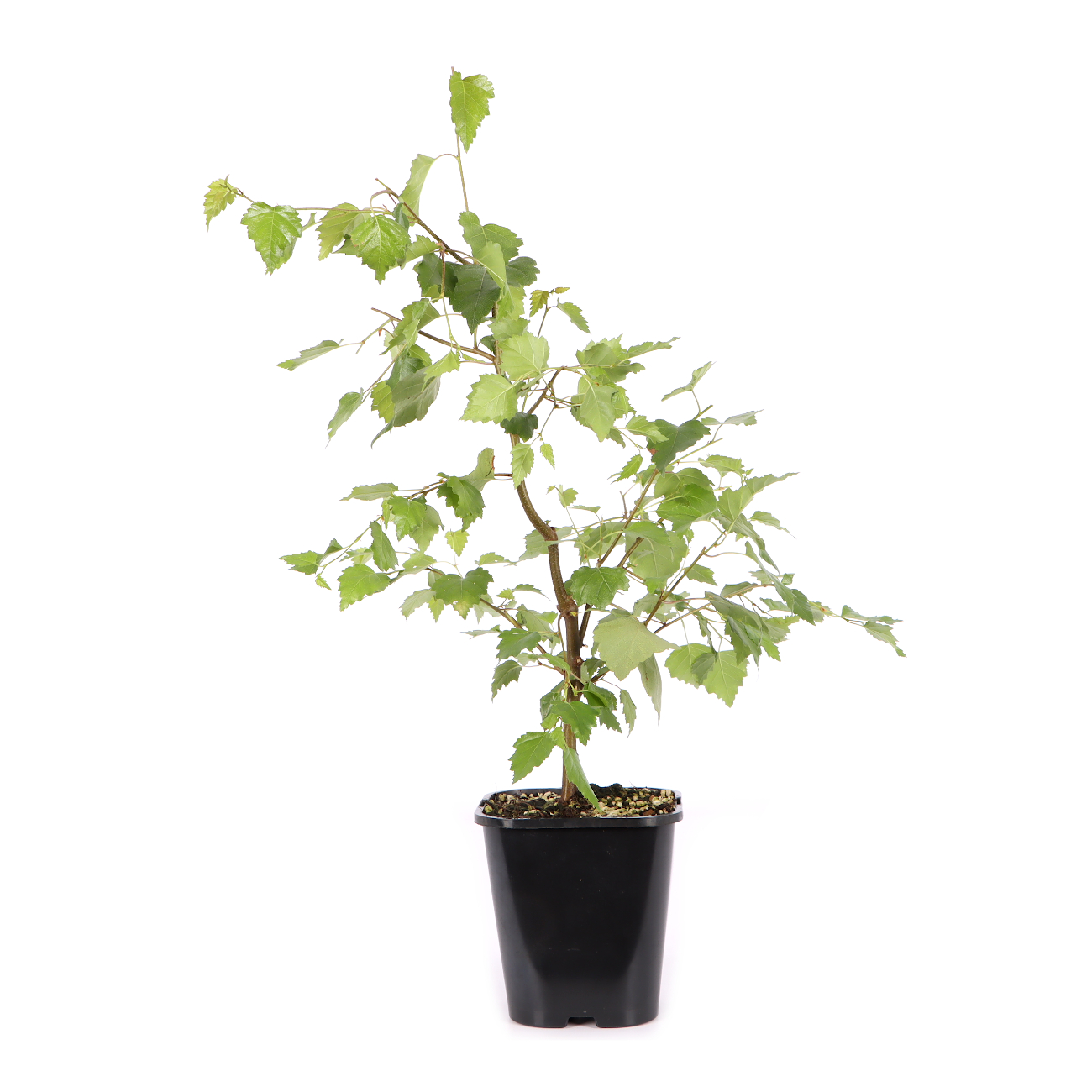 Betula pendula 'Youngii'