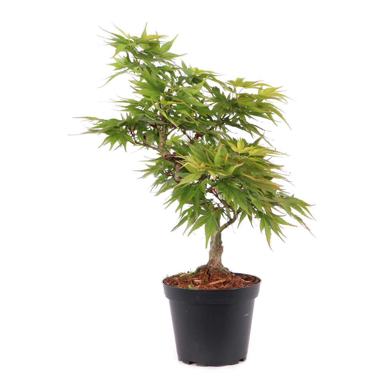 Acer palmatum 'Mikawa Yatsubusa'
