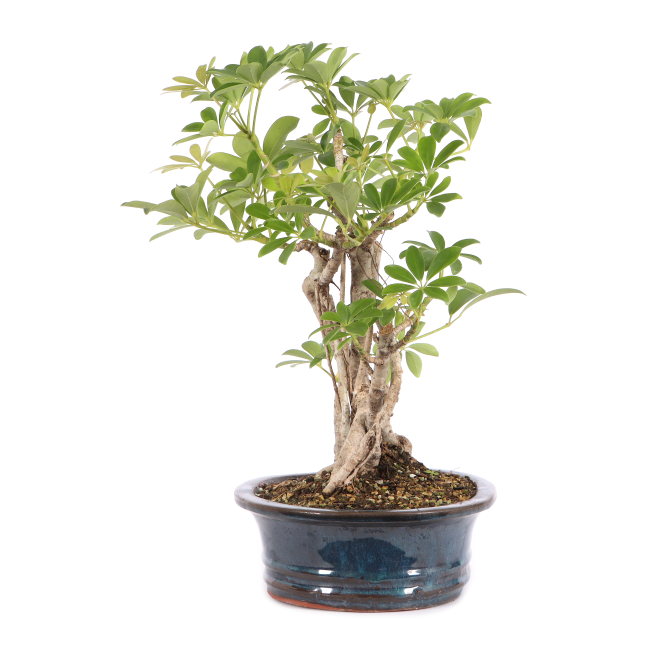Schefflera arboricola