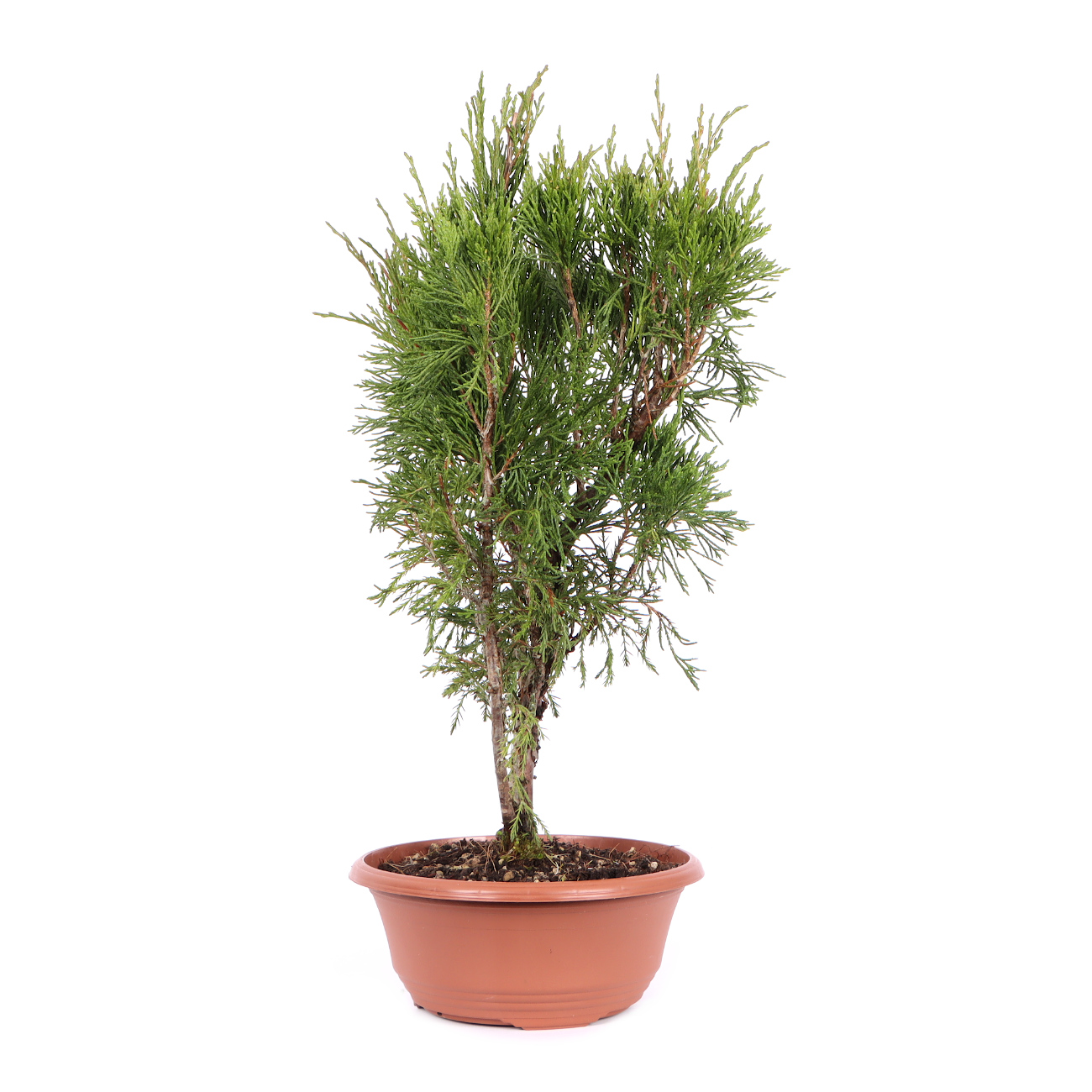 Seitenansicht rechts