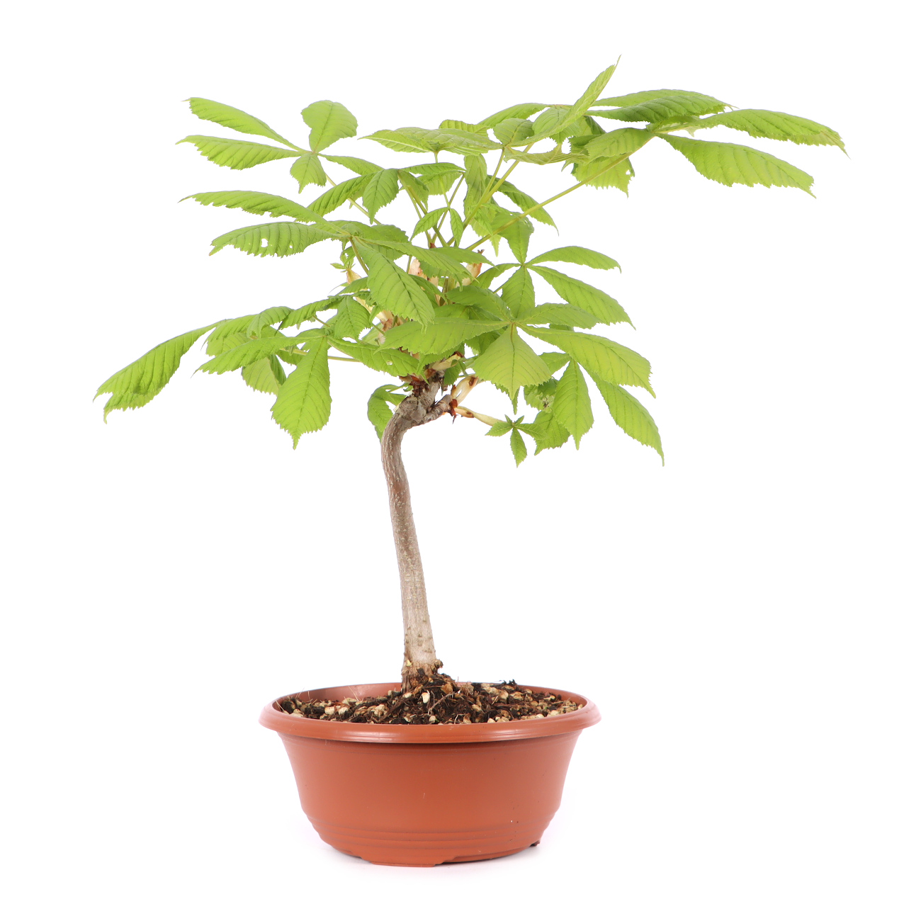 Aesculus hippocastanum