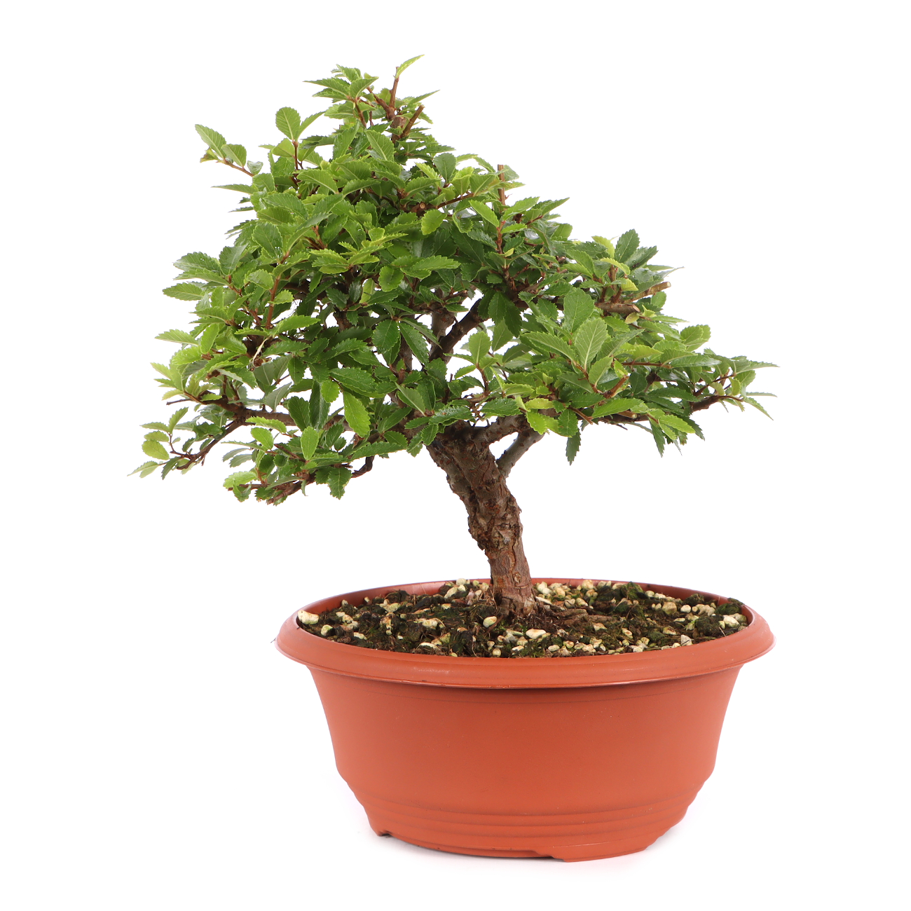 Ulmus japonica