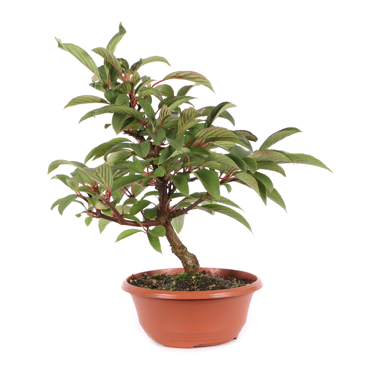 Viburnum x bodnantense 'Dawn'