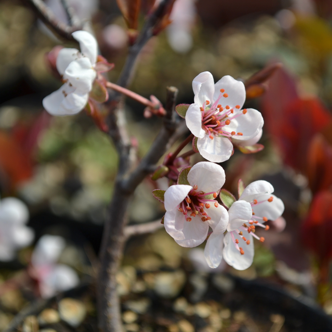 Blüte