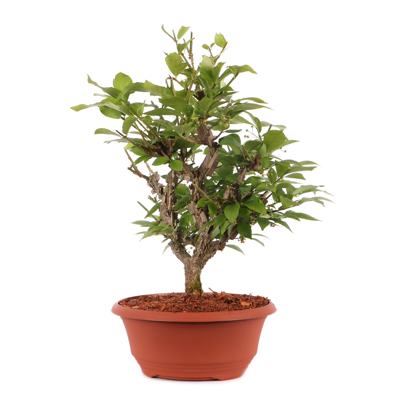 Euonymus alatus