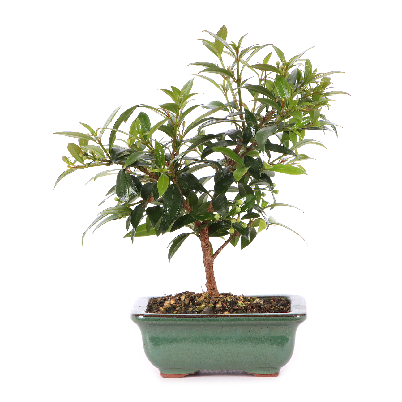 Syzygium paniculatum