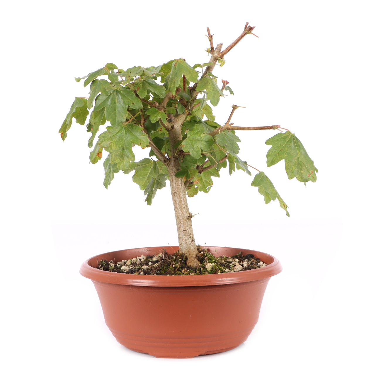 Acer campestre