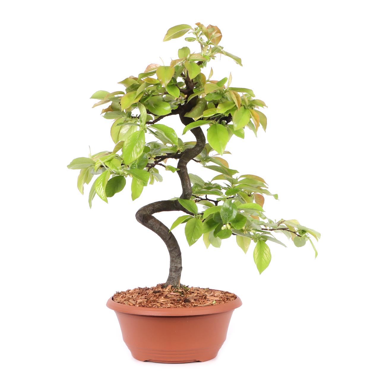 Pseudocydonia sinensis