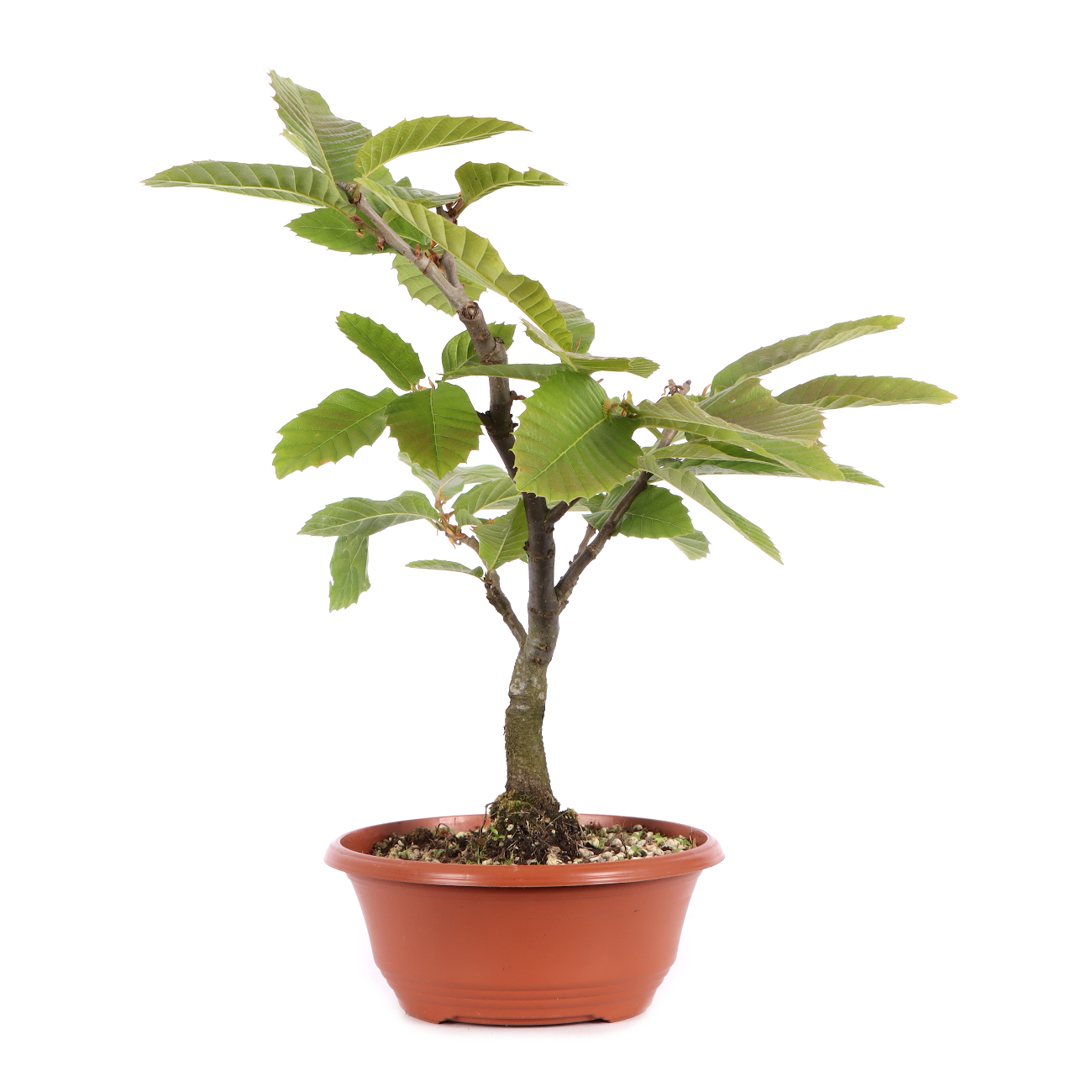 Castanea sativa