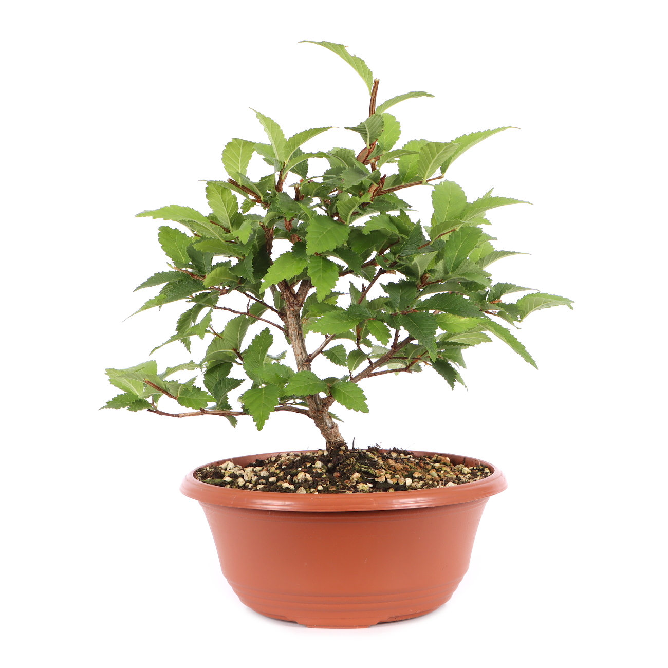 Ulmus minor var.