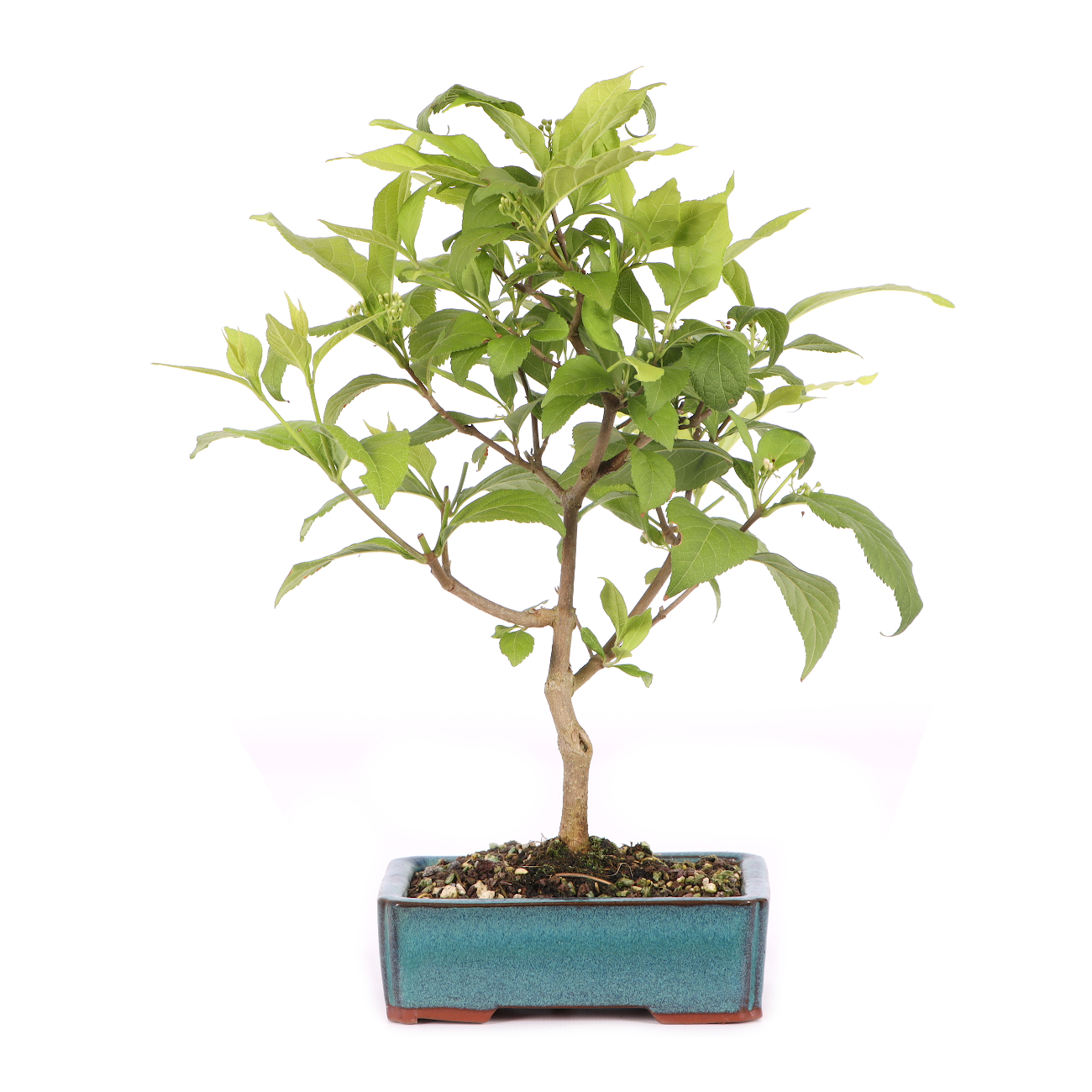 Callicarpa japonica 'Leucocarpa'