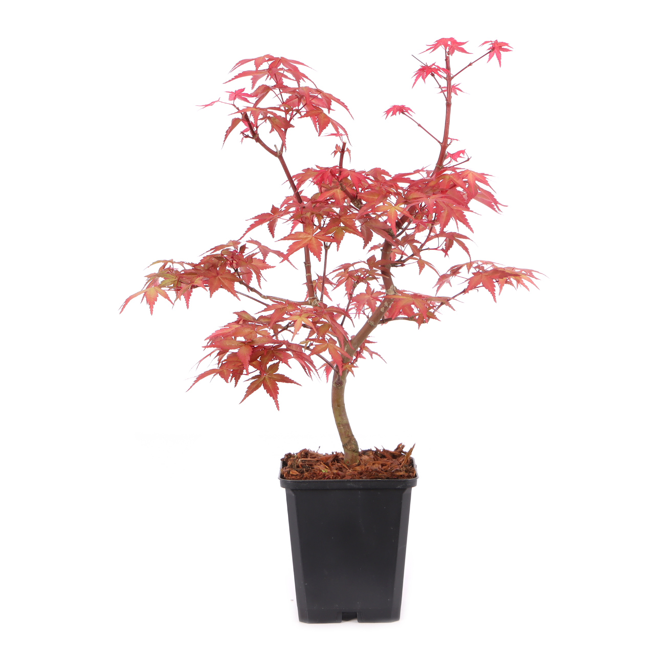 Acer palmatum 'Beni-maiko'