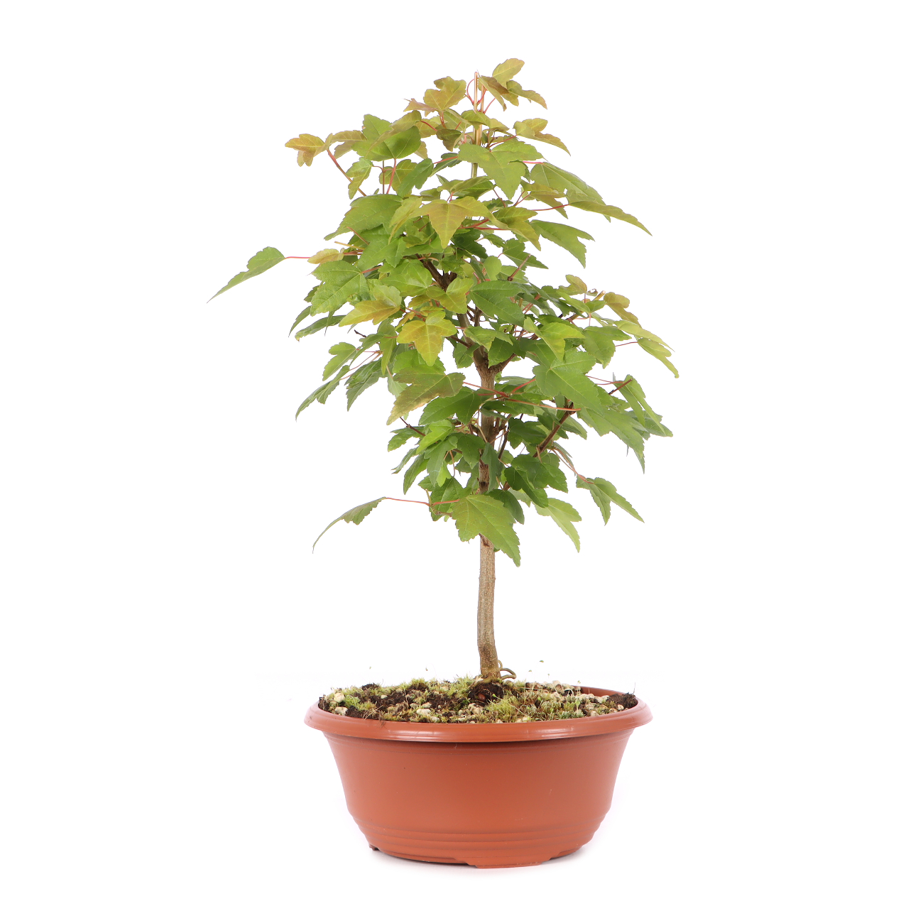 Acer buergerianum