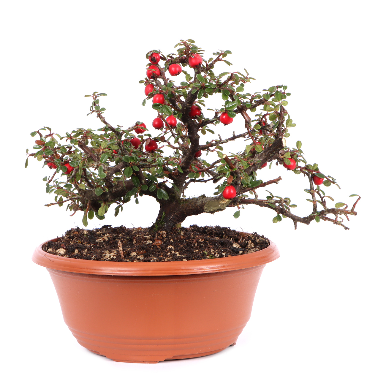 Cotoneaster microphyllus 'Cochleatus'
