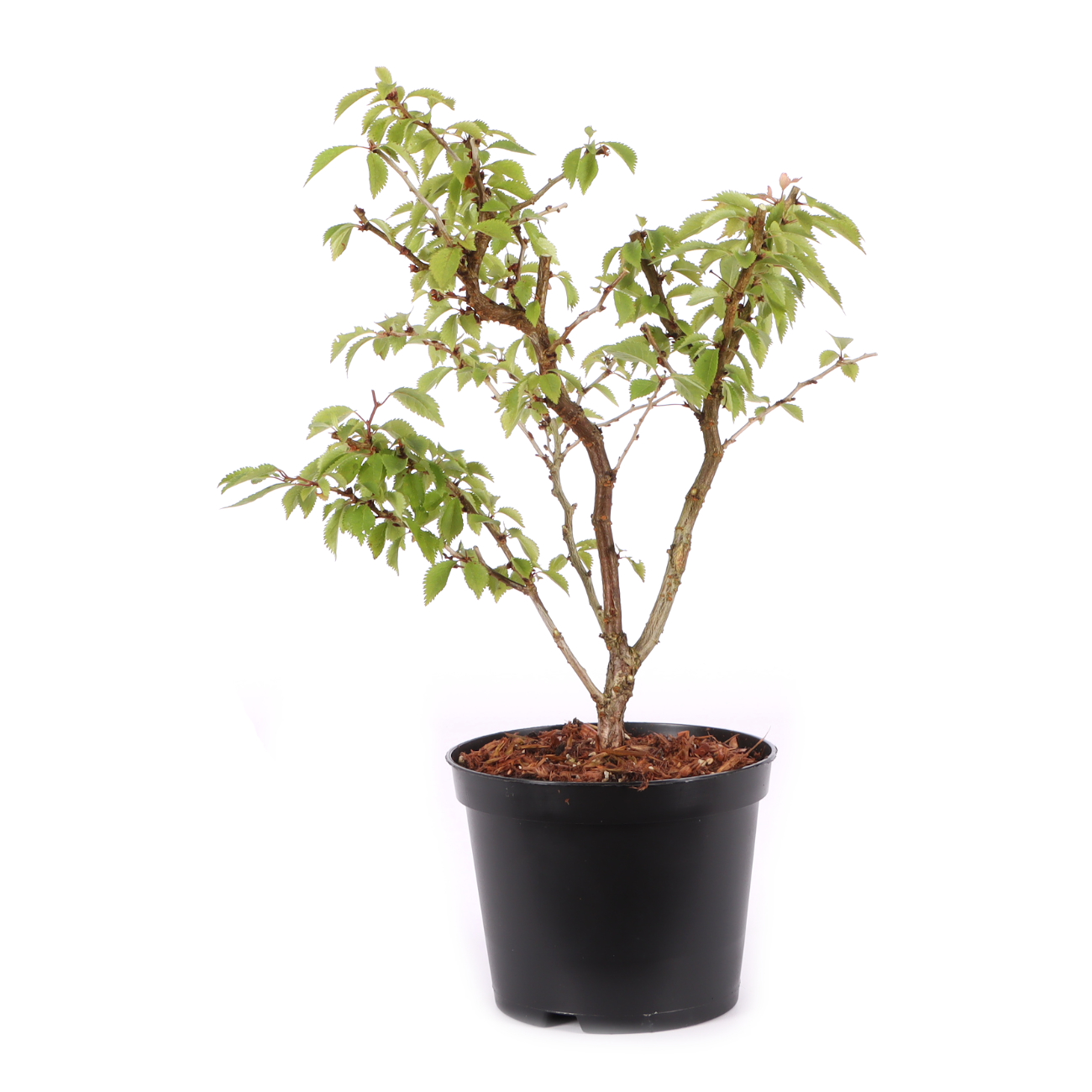 Prunus incisa 'Kojou-no-mai'